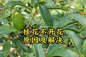 怎么让桂花开花？（教你八招让桂花轻松开花）