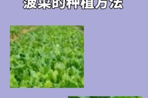 菠莱的种植方法及注意事项（以菠莱怎么播种为主题的种植指南）