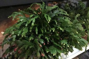蟹爪兰花盆中小虫子的治理方法（遇到蟹爪兰花盆里有小虫子，怎么办？）