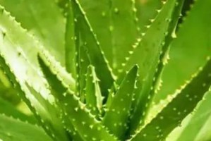 芦荟的生长与繁殖过程（探究芦荟生长习性，了解繁殖技巧，打造芦荟家园）
