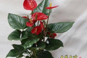 以红运当头，肥料成就丰收（以肥料为核心，提高农作物产量的关键）