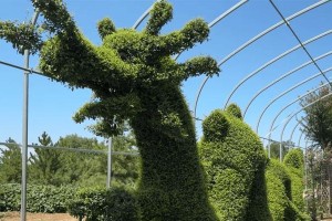创意植物造型的制作方法（以自然之美塑造独特艺术品）
