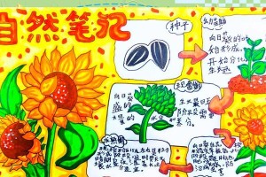 向日葵种植指南（从种子到盛开，打造美丽的向日葵花园）