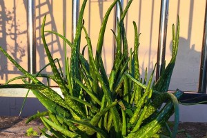 芦荟叶尖发黄的原因及解决方法（芦荟养护技巧助你拯救黄叶问题）