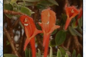 以干枯的金鱼花爆盆，焕发生机的秘诀（如何将干枯的金鱼花重新焕发生机，实现爆盆盛放）