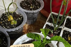 柠檬换土（柠檬换土的步骤和注意事项）