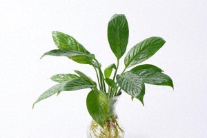 白掌水烂根的处理方法（如何挽救白掌水烂根的植物健康）