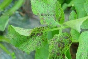 马铃薯炭疽病（马铃薯炭疽病的成因、预防及治疗方法）