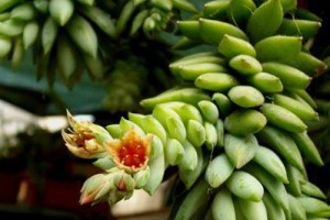 多肉静夜繁殖指南（探索多肉植物繁衍的奥秘）