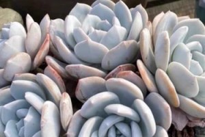 多肉雪莲种植全攻略（打造美丽独特的多肉花园，从雪莲开始）