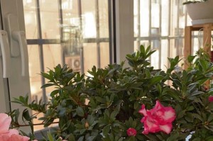 杜鹃花的养护与管理（打造花园中的绚丽景观——杜鹃花的栽培与繁衍）