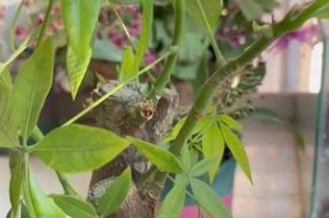 发财树全部枯死如何剪枝？（提升发财树生机的剪枝技巧）