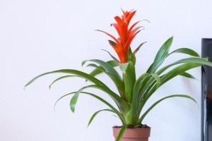 植物红运当头——如何养护植物以实现繁盛生长？（探索植物养护的奥秘，开启植物红运之道）
