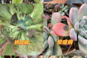 室内植物为何需要定期检查病虫害？如何进行有效的病虫害防治？