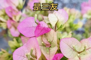 三角梅的种植方法（从选购到养护，轻松打造美丽庭院）