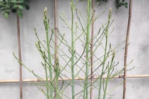 防治爬藤月季老生虫的有效方法（如何保护你的爬藤月季免受虫害侵扰）