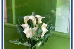 马蹄莲（探秘马蹄莲的生长习性和药用价值）