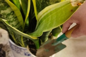 拯救金边虎皮的倡议——保护珍稀动物资源（以行动守护生物多样性，共建和谐自然环境）