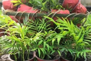 探索袖珍椰子的生长过程（从种子到成熟果实，一颗植物的奇幻旅程）