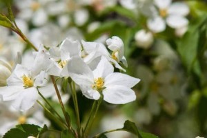 苹果树花的形态特征（探究苹果树花的颜色、形状和样子）