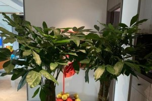 福木养殖指南（以福木怎么养殖为主题，从选种到管理无忧，打造绿色生态。）