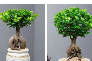 以人参榕树的叶子为主题的绘画艺术（生命之美的跃然纸上——探索人参榕树叶子的绘画艺术）