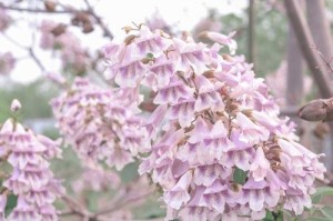 法国梧桐花开：美轮美奂的自然魅力