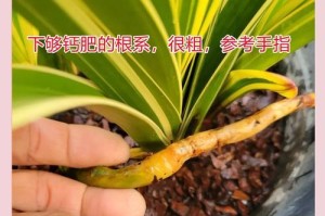 以蕙兰怎么养植（打造美丽花园的关键技巧与方法）