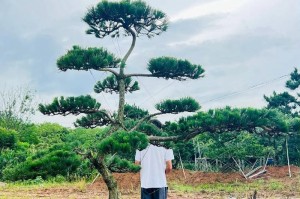 黑松——古老而珍贵的森林之王（黑松的起源、特征和保育）