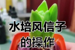 水培风信子的养殖方法与技巧（掌握水培技巧，让风信子美丽绽放）