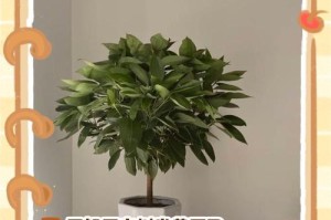 秋叶凋零的美与哀（枯黄树叶，秋意浓浓）