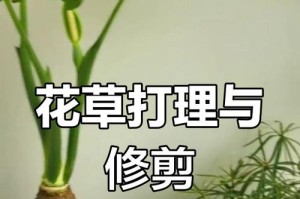 家养花卉的剪枝技巧（掌握剪枝要领，打造美丽花园）