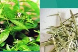 穿心莲有毒吗？如何正确养护穿心莲？（室内养护注意事项、如何防止误食、穿心莲的养护方法）