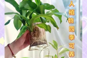 如何养殖巴西木盆景？（掌握巴西木盆景养殖方法，打造独特的室内景观）