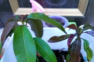 如何种植芒果种子（芒果种子种植方法及关键技巧）