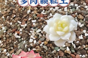 多肉植物土配制（从配比到施肥，助你打造养护多肉的完美土壤）