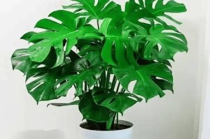 客厅隔断植物布置的新趋势（如何选择合适的植物打造舒适自然的客厅隔断）
