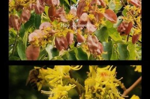 南栾树与北栾树的区别（探究两种栾树的形态、习性及分布区域）