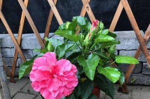 室内适养扶桑花的全面指南（家居生活中的绿色美学）