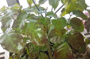 幸福子的开花之谜（探寻幸福子不开花的原因及解决方法）