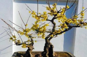 以冬梅怎么养开花快（掌握关键技巧，让冬梅开花更快更美）
