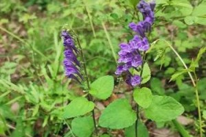 探究韩信草的神奇功效（发现韩信草的多重作用——1个神草，多种效益）