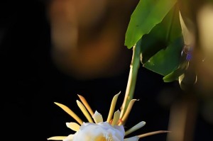 昙花冬季过冬的秘密（昙花冬季生存的关键）