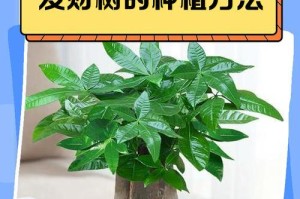 发财树养护指南（让你的发财树长盛不衰的关键）