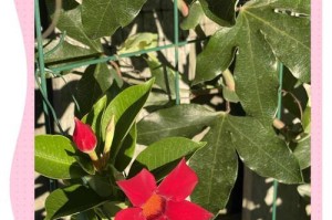 飘香藤的花期（了解飘香藤一年开几次花，让它更美丽）