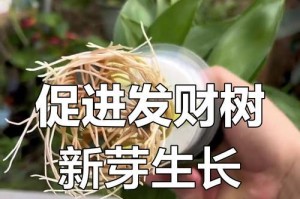 发财树的生长秘籍（打造盛开的幸运花园，从发财树开始）
