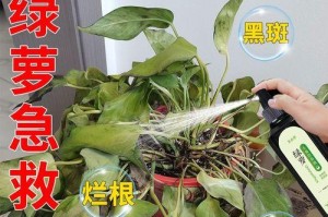 如何拯救植物叶子发黄的问题（探索导致植物叶子发黄的原因和有效的解决方法）
