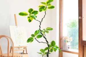 花叶橡皮树的养殖与注意事项（打造优美室内环境的必备盆栽）