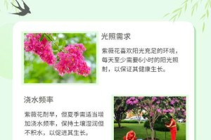 夏天紫薇的正确浇水方法（保持适度湿润，避免积水困扰）