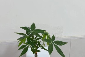 选择适合小发财树的花盆的技巧（让小发财树茁壮成长的秘诀，从选花盆开始）